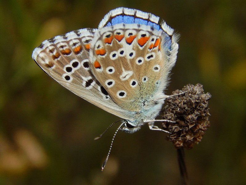 Lysandra bellargus